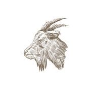 Head goat abstract isolated on a white backgrounds