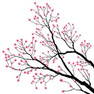 Tree Branches with Pink Flowers