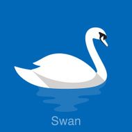 White Swan swimming in the lake bird seriers