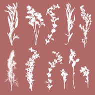 Herb Silhouette Collection