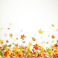 Vector autumn leaves N19