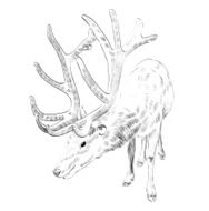 Sketch deer N2