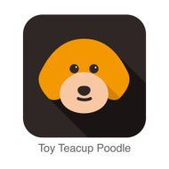 Toy Teacup Poodle dog face portrait flat icon design