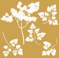 Chervil Herb N2