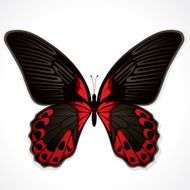 The red butterfly