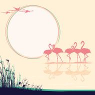 Pink Flamingos in the wild