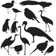 Birds silhouettes N9