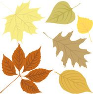 Colored Leaves N2