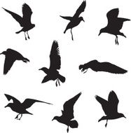Seagull silhouettes N7