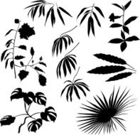 Tropical plants and leaves