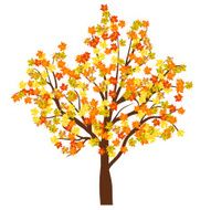 Autumn Maple Tree N6