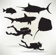 Scuba Divers &amp; Saltwater Fish - Shark Sailfish Red Snapper