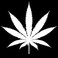Pot Leaf - cannabis white symbol Illustration Black background