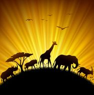 Wild African Sunset