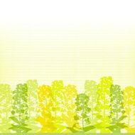 Rape blossom silhouettes on lined background