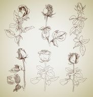 roses sketch
