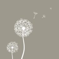 Flying dandelion seeds