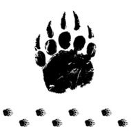 bear track