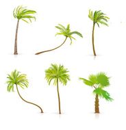 Set of Palm Trees