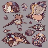Sea shells set N8