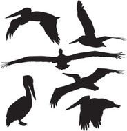 Pelican Silhouettes