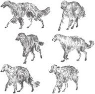 Borzoi Silhouette N2