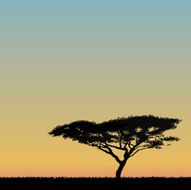 African Acacia tree