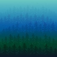 Fir forest in the fog