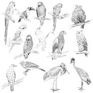 vector birds N4