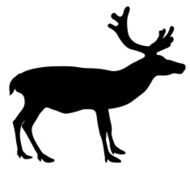 Silhouette deer with great antler on white background N2