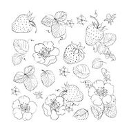 Collection of strawberries elements
