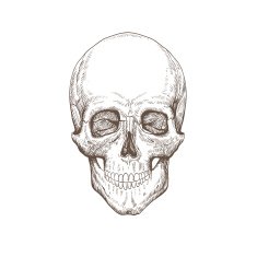 Skull hand drawn vector illustration N2