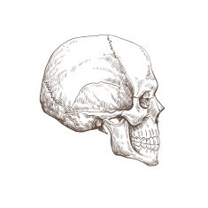 Skull hand drawn vector illustration N4