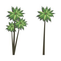 Coconut Tree N4