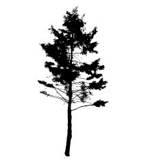 Tree Silhouette Isolated on White Backgorund Vecrtor Illustrati N49