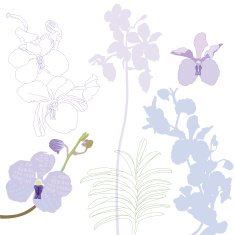 Orchid -Design elements
