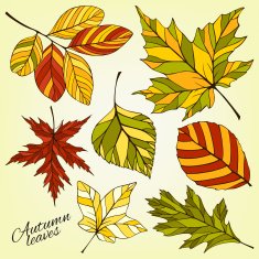 Vector set of autumn leaves silhouettes N2