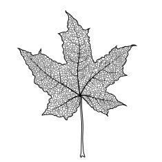 Maple Leaf N31