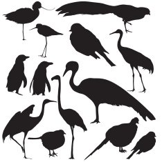 Birds silhouettes N9