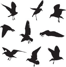 Seagull silhouettes N7