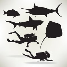 Scuba Divers & Saltwater Fish - Shark Sailfish Red Snapper