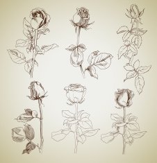 roses sketch