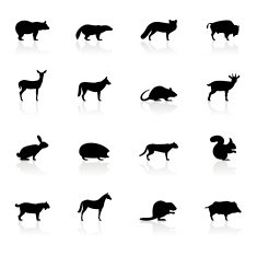 Black Symbols - Wild Animals N2