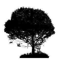 Tree Silhouette Isolated on White Backgorund Vecrtor Illustrati N51