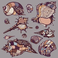 Sea shells set N8