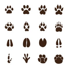 Animals footprints