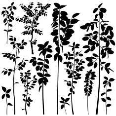 Tree saplings