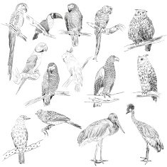 vector birds N4