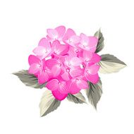 Hydrangea flower N2