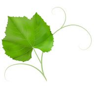 Grape leaf isolated on white background